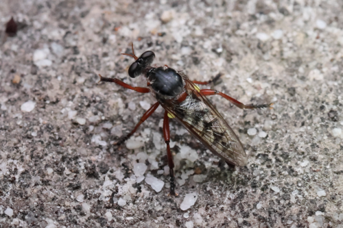 Chrysopogon dialeucus