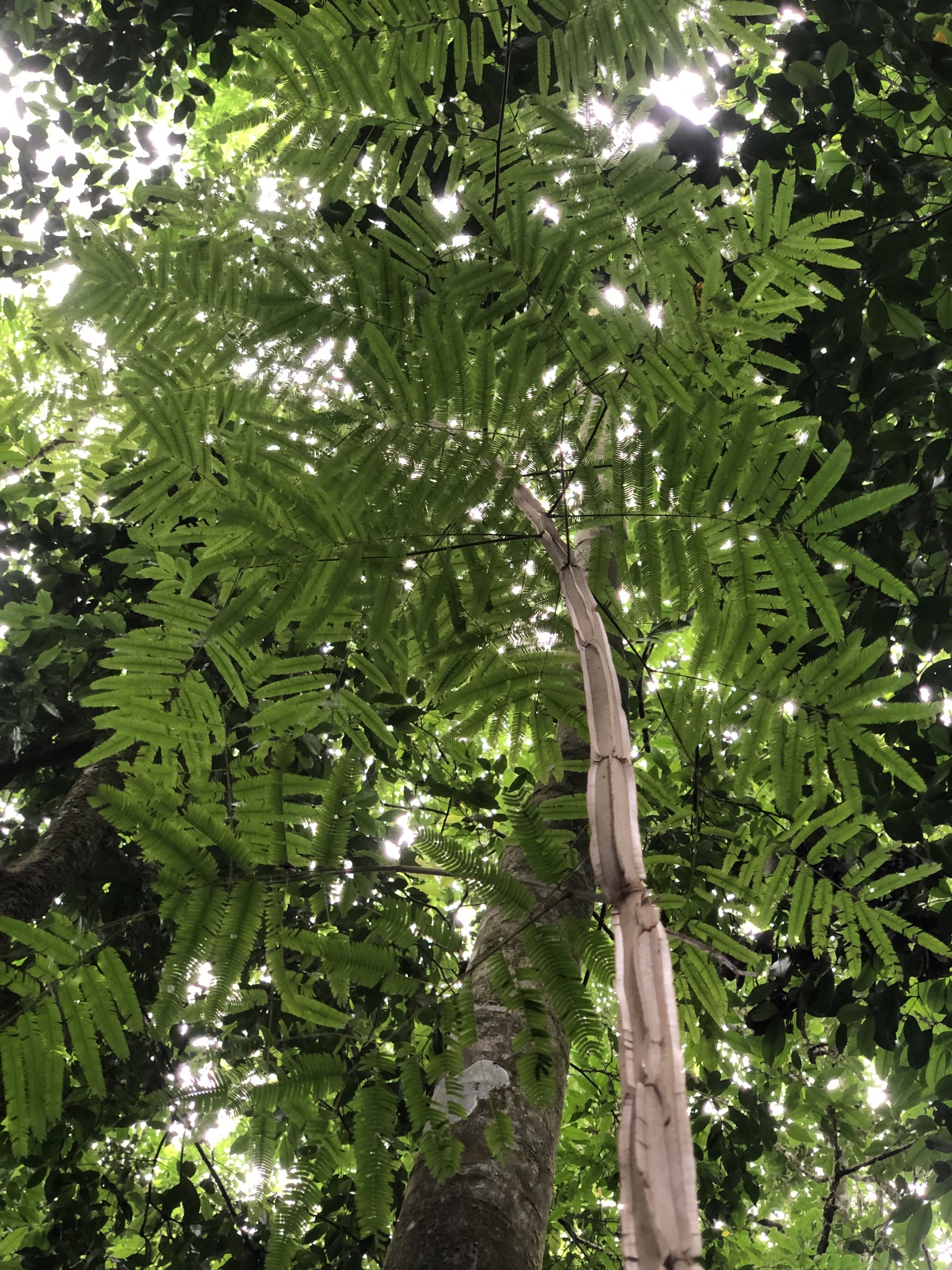 Piptadenia gonoacantha