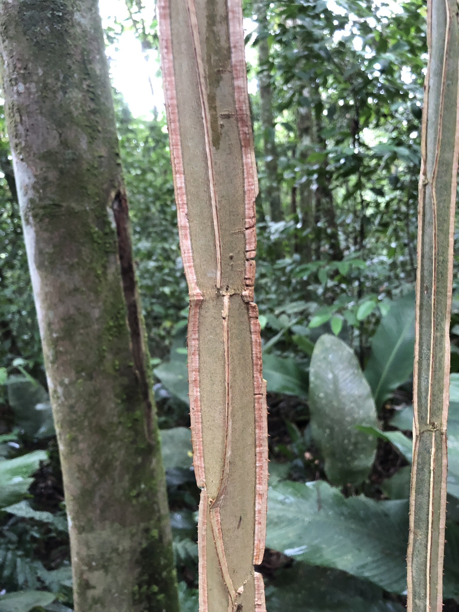 Imagem de Angico-Jacaré