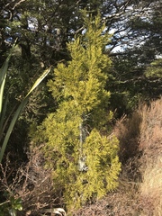 Halocarpus
