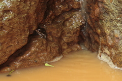 Lithobates pustulosus