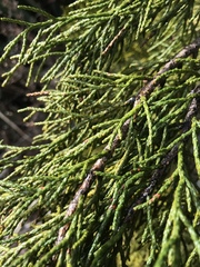 Halocarpus