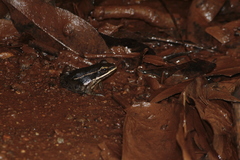 Lithobates pustulosus