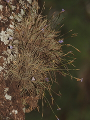 (c) Rosario Douglas, some rights reserved (CC BY) Tillandsia bandensis, photograph (c) Rosario Douglas, some rights reserved (CC BY)