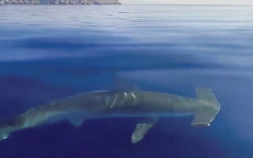 Smooth hammerhead shark photographed at Attica, Attica, GR
