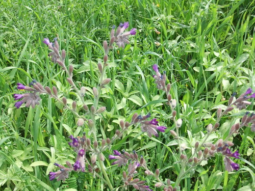 Image of Anchusa undulata by (c) Edmundas Greimas, some rights reserved (CC BY)