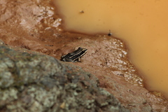 Lithobates pustulosus