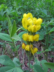 Thermopsis montana