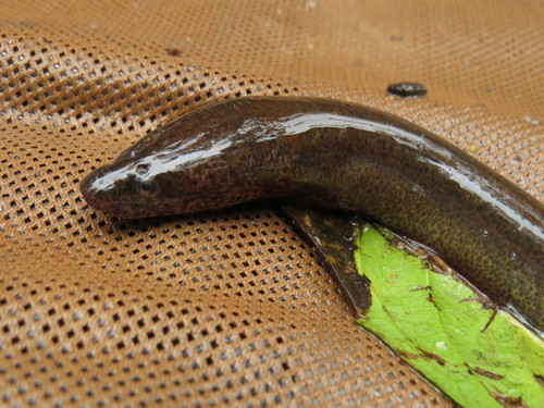 mottled swamp eel