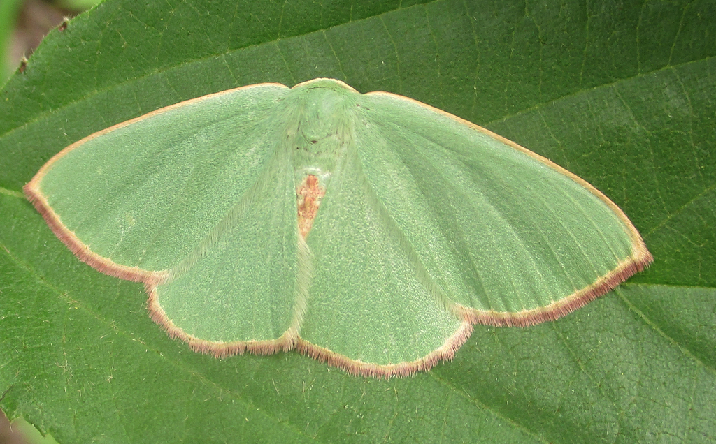Omphax idonea