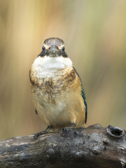 Sacred Kingfisher photo 2
