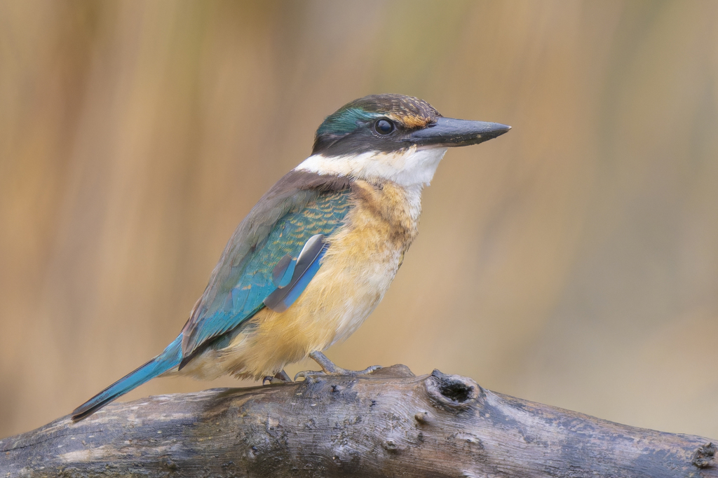 Sacred Kingfisher photo