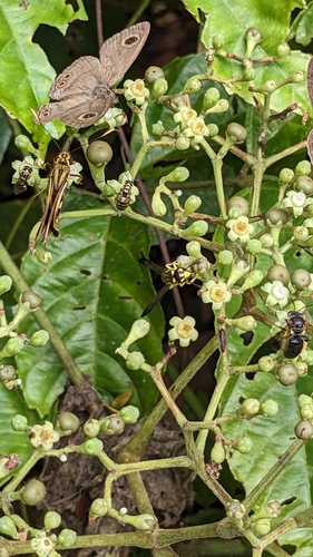 Gribodia confluenta observed 2025-01-18
