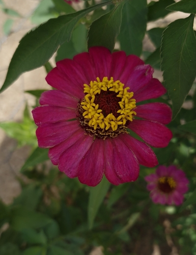 Image of Zinnia elegans by no rights reserved