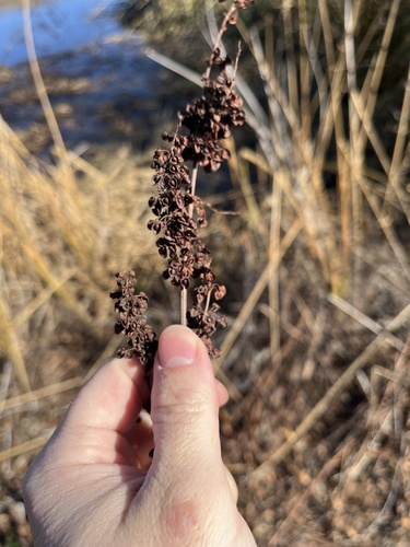 iNaturalist observation photo of curled dock