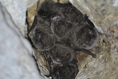 Daubenton's bat