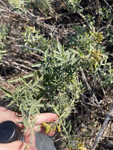 iNaturalist observation photo of Bladderpod