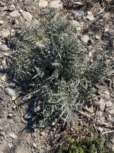iNaturalist observation photo of Artichoke Thistle