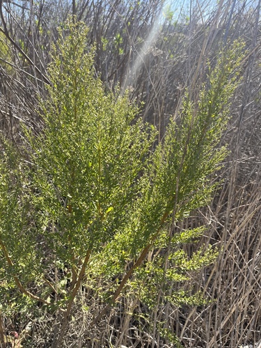 iNaturalist observation photo of Chaparral Coyote Brush
