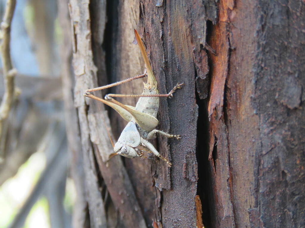 Dexerra acanthiterga