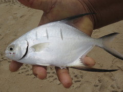 Trachinotus