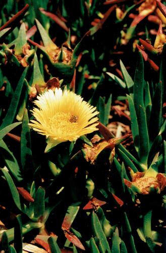 Carpobrotus edulis