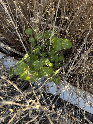 iNaturalist observation photo of hollyleaf cherry