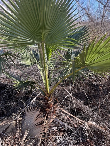 iNaturalist observation photo of Mexican Fan Palm