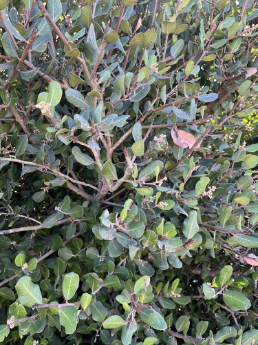 iNaturalist observation photo of lemonade berry