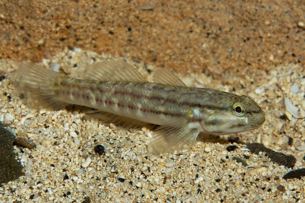 Casamance frillfin goby (Bathygobius casamancus) — Gobiidae