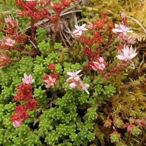 English Stonecrop