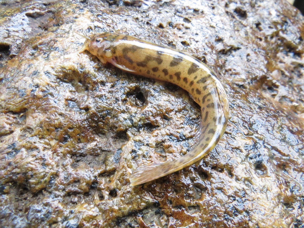 Trichomycterus zonatus