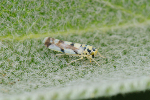 cikádočka poľná (Eupteryx atropunctata)