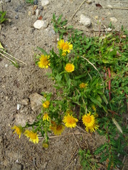 Pentanema britannica