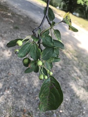 Magnoliopsida