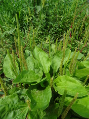 Plantago major