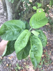 Magnoliopsida