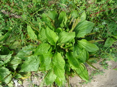 Plantago major