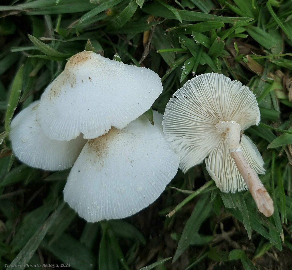 Leucocoprinus cepistipes · June 2024 · photo: © teodoro_chivatabedoya (iNaturalist, cc-by)