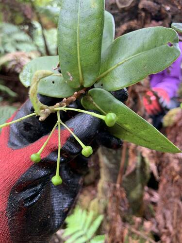 Melicope sessilis observed 2024-08-13