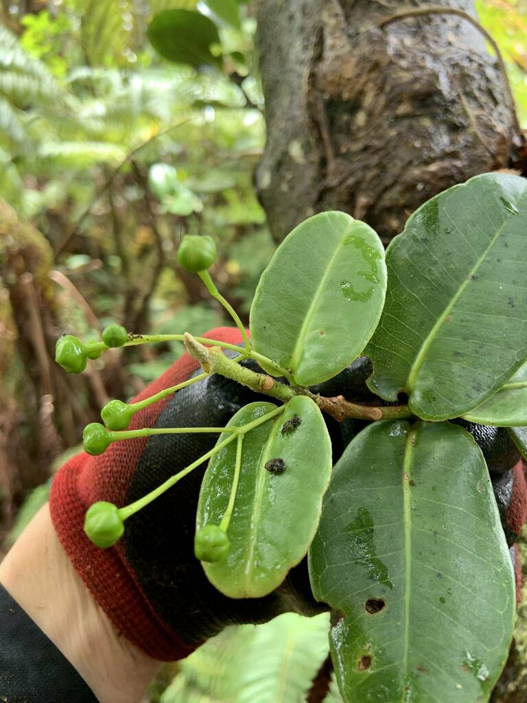 Melicope sessilis