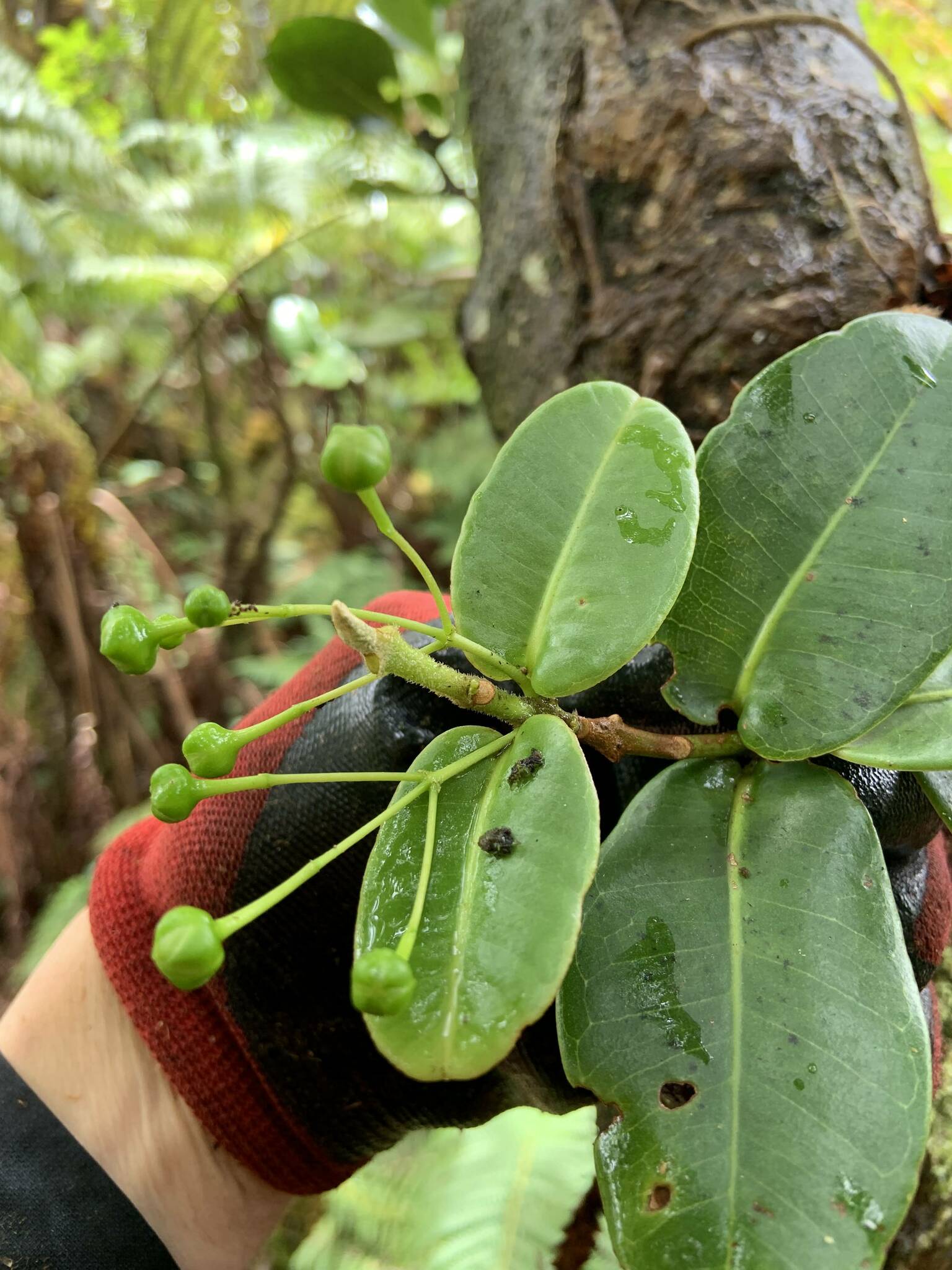 Melicope sessilis