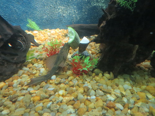 Hypostomus affinis