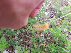 Halysidota tessellaris