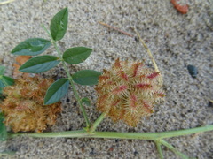 Glycyrrhiza echinata