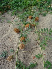 Glycyrrhiza echinata