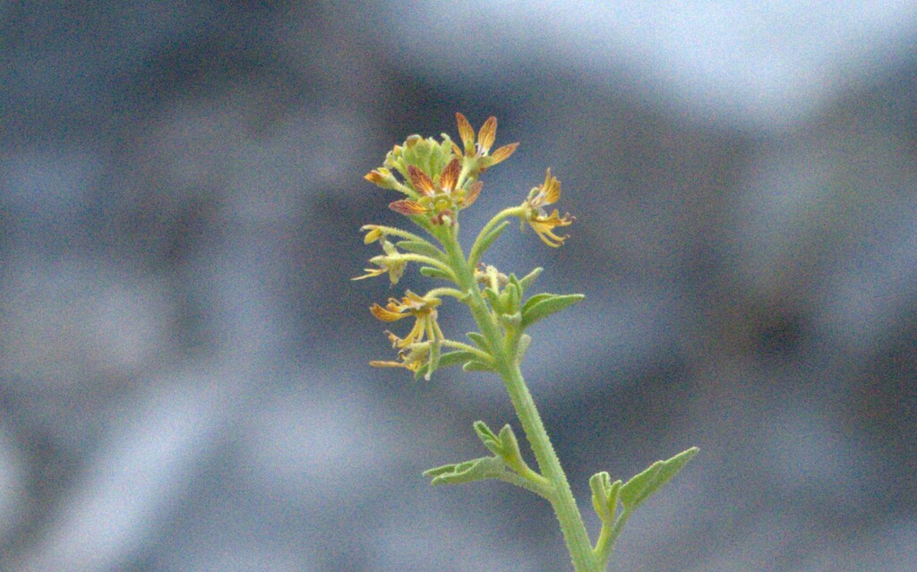 Cleome rupicola