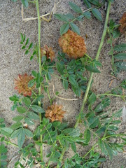 Glycyrrhiza echinata