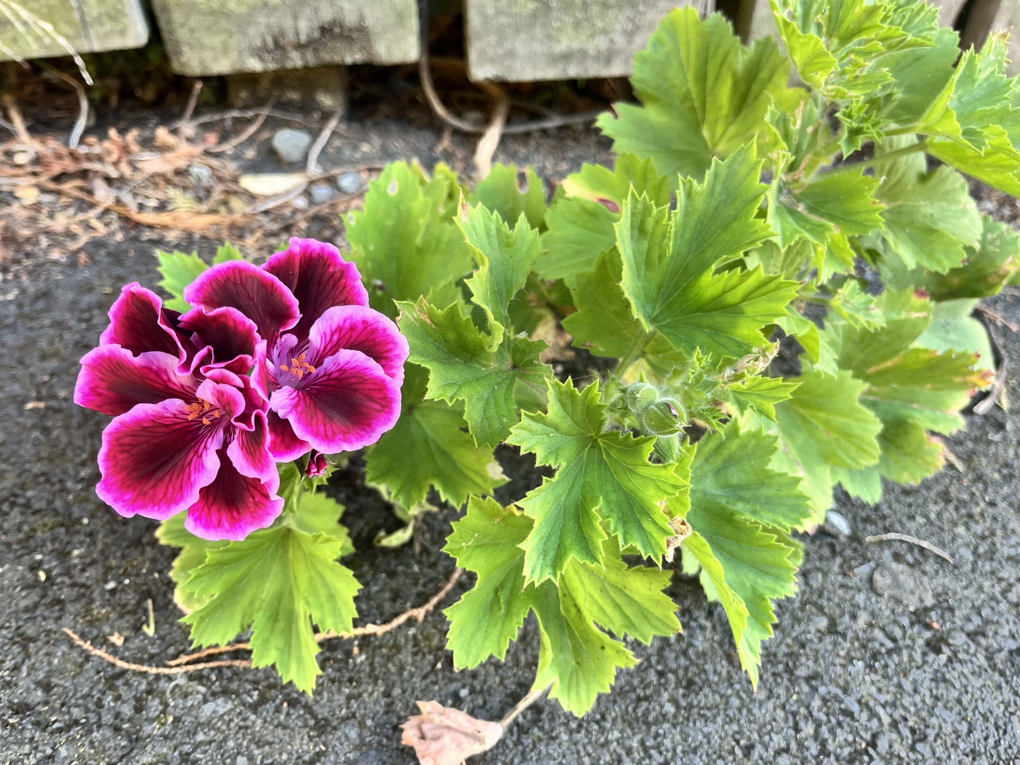 Regal pelargonium