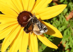Syngrapha rectangula